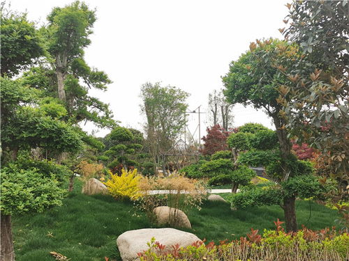 男子鄭州租地三千畝種植苗木，匠心打造郊野公園免費迎客